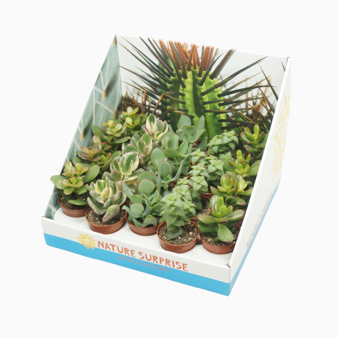 Planta naturala H13cm Crassula mix PS5/ in pamant