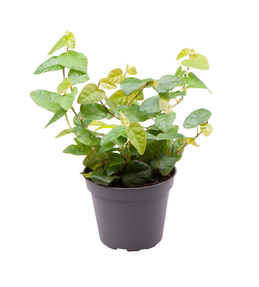 Planta naturala H13cm Ficus pumila 'Arina' PS6/ in pamant