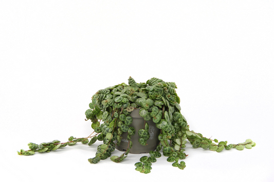 Planta naturala H13cm Peperomia prostrata PS12/ in pamant