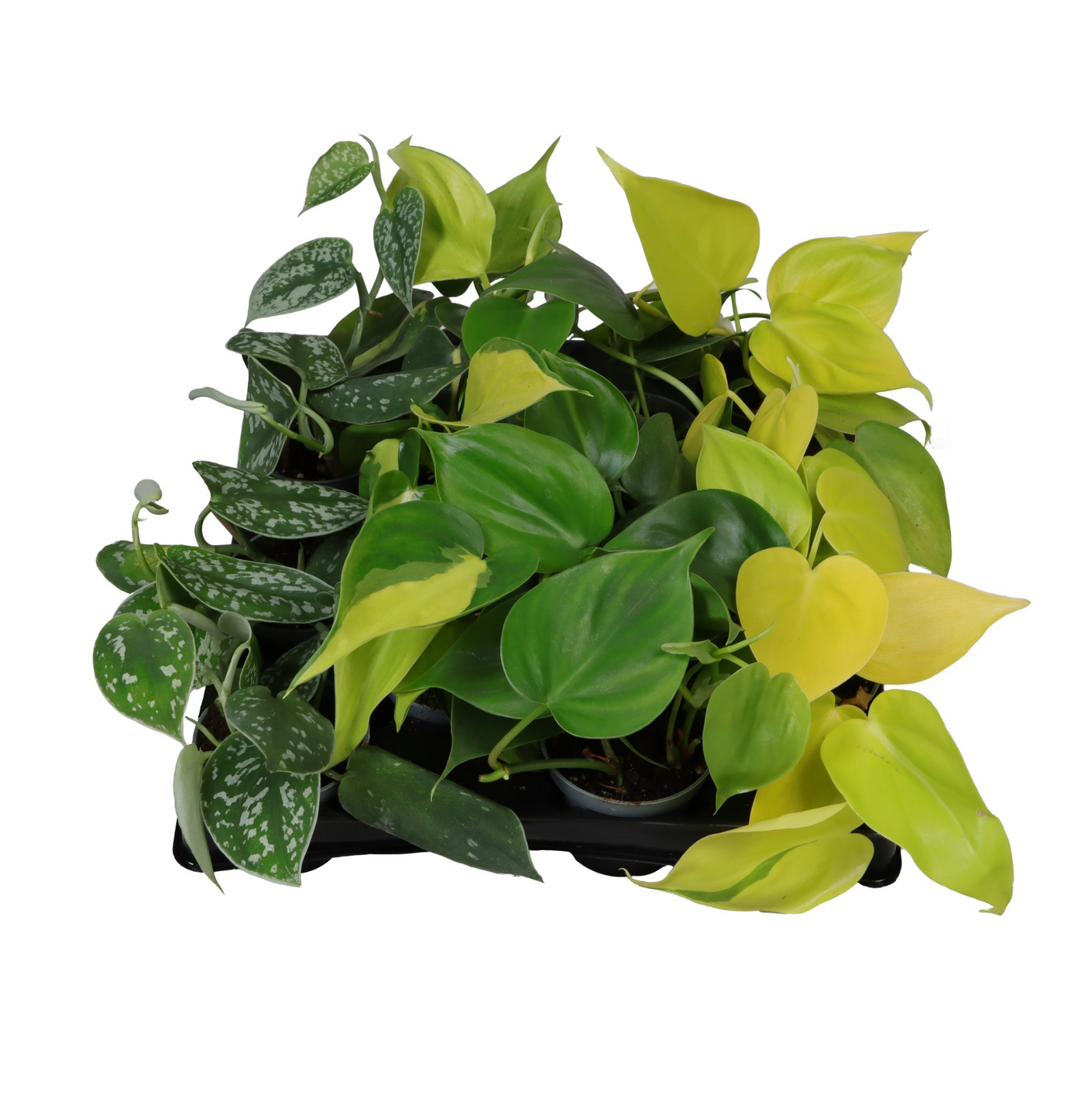 Planta naturala H13cm Philodendron mix PS6/ in pamant