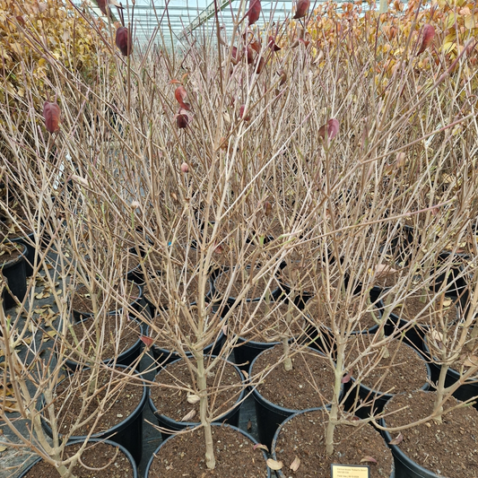 Planta naturala H140cm Cornus kousa Roberts Select PS36/ in pamant