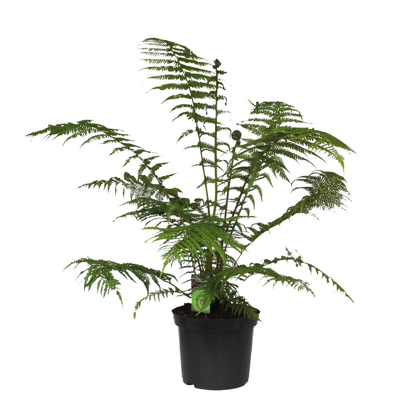 Planta naturala H140cm Dicksonia antarctica PS30/ in pamant