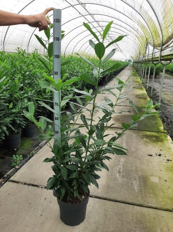 Planta naturala H140cm Prunus laurocerasus 'Caucasica' PS29/ in pamant