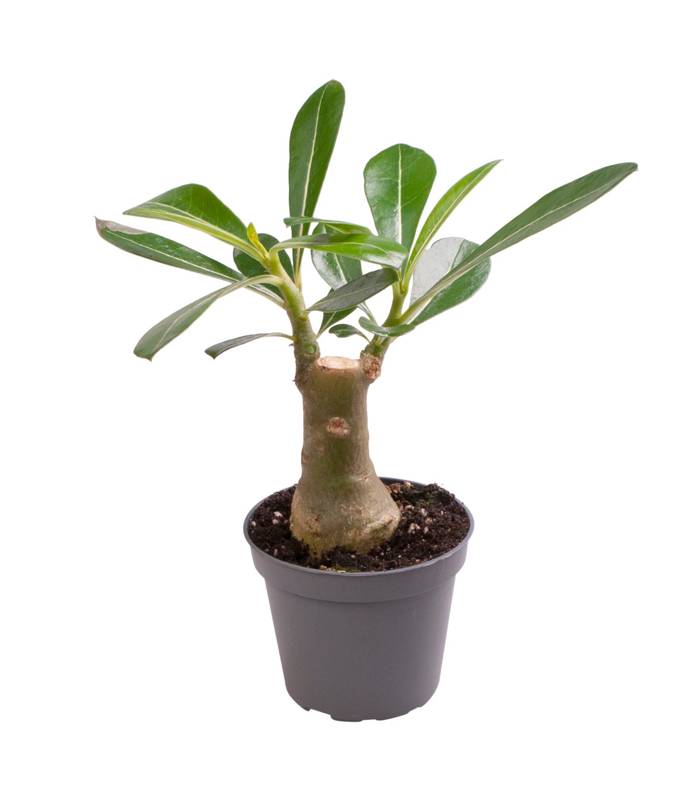 Planta naturala H14cm Adenium Obesum PS6/ in pamant