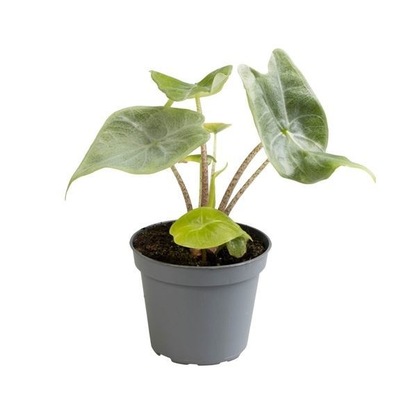 Planta naturala H14cm Alocasia Heart Ballon PS6/ in pamant