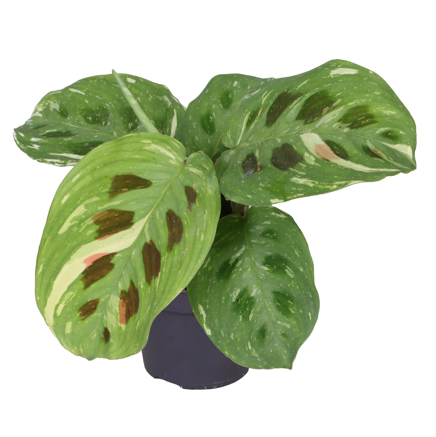 Planta naturala H14cm Calathea Kerchoveana Variegata PS6/ in pamant