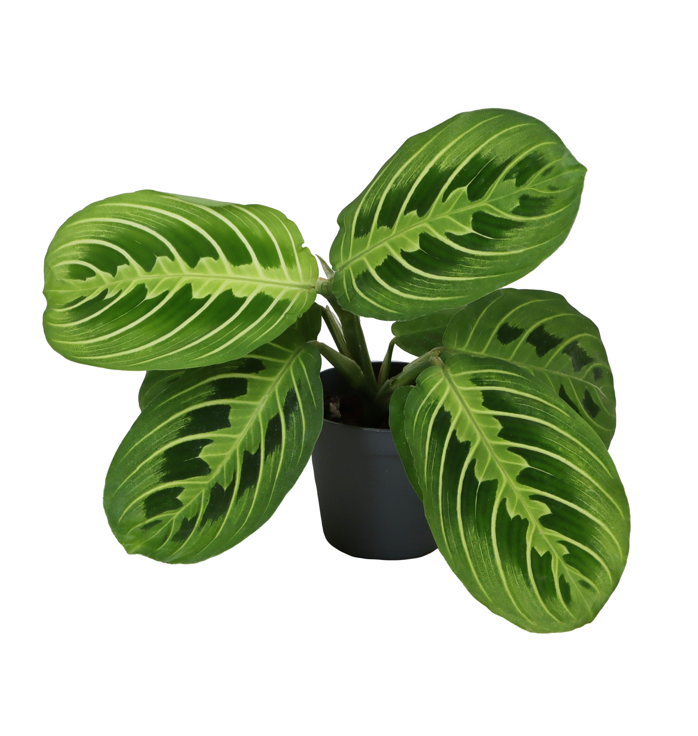 Planta naturala H14cm Calathea Lemon Lime PS6/ in pamant