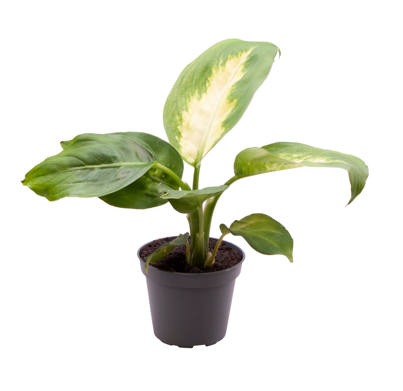 Planta naturala H14cm Dieffenbachia maculata 'Camilla' PS6/ in pamant