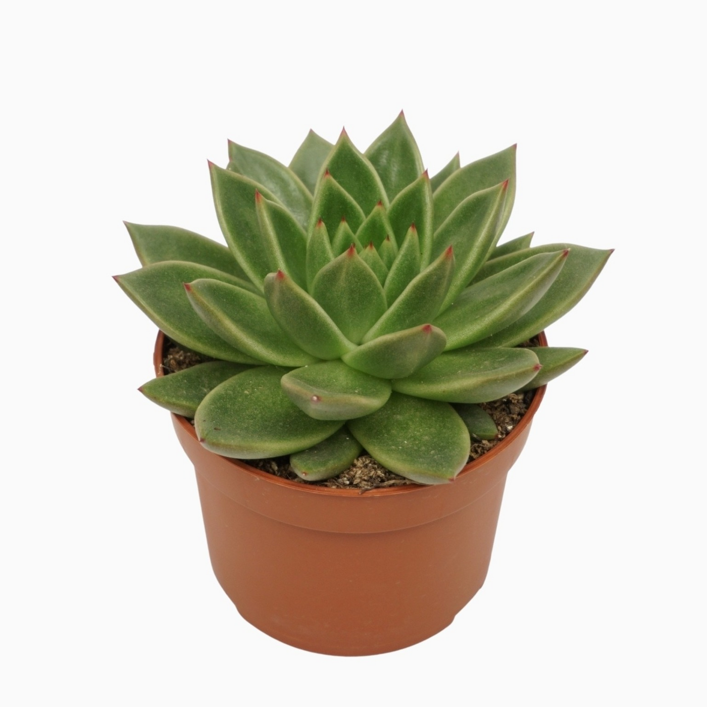 Planta naturala H14cm Echeveria agavoides PS10/ in pamant