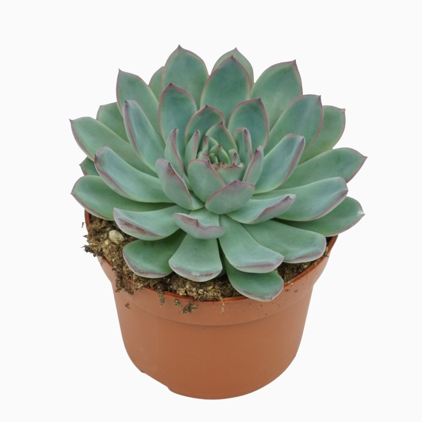 Planta naturala H14cm Echeveria 'Apus' PS10/ in pamant