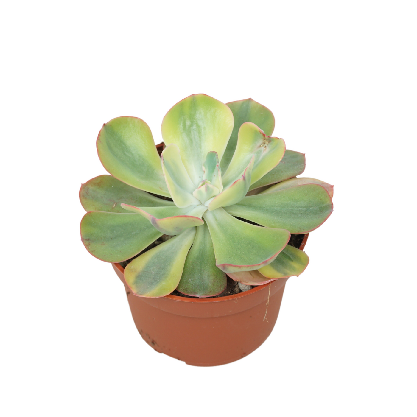 Planta naturala H14cm Echeveria blue waves variegata PS10/ in pamant