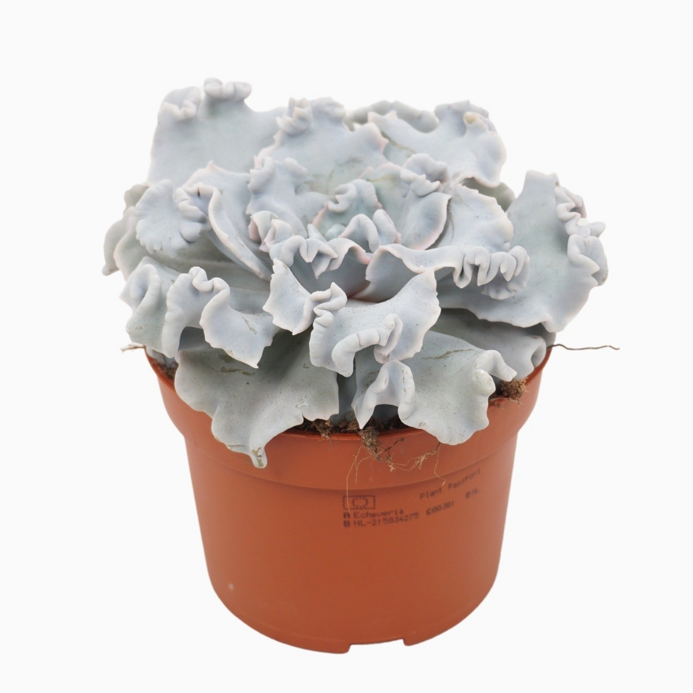 Planta naturala H14cm Echeveria crispy beauty PS10/ in pamant