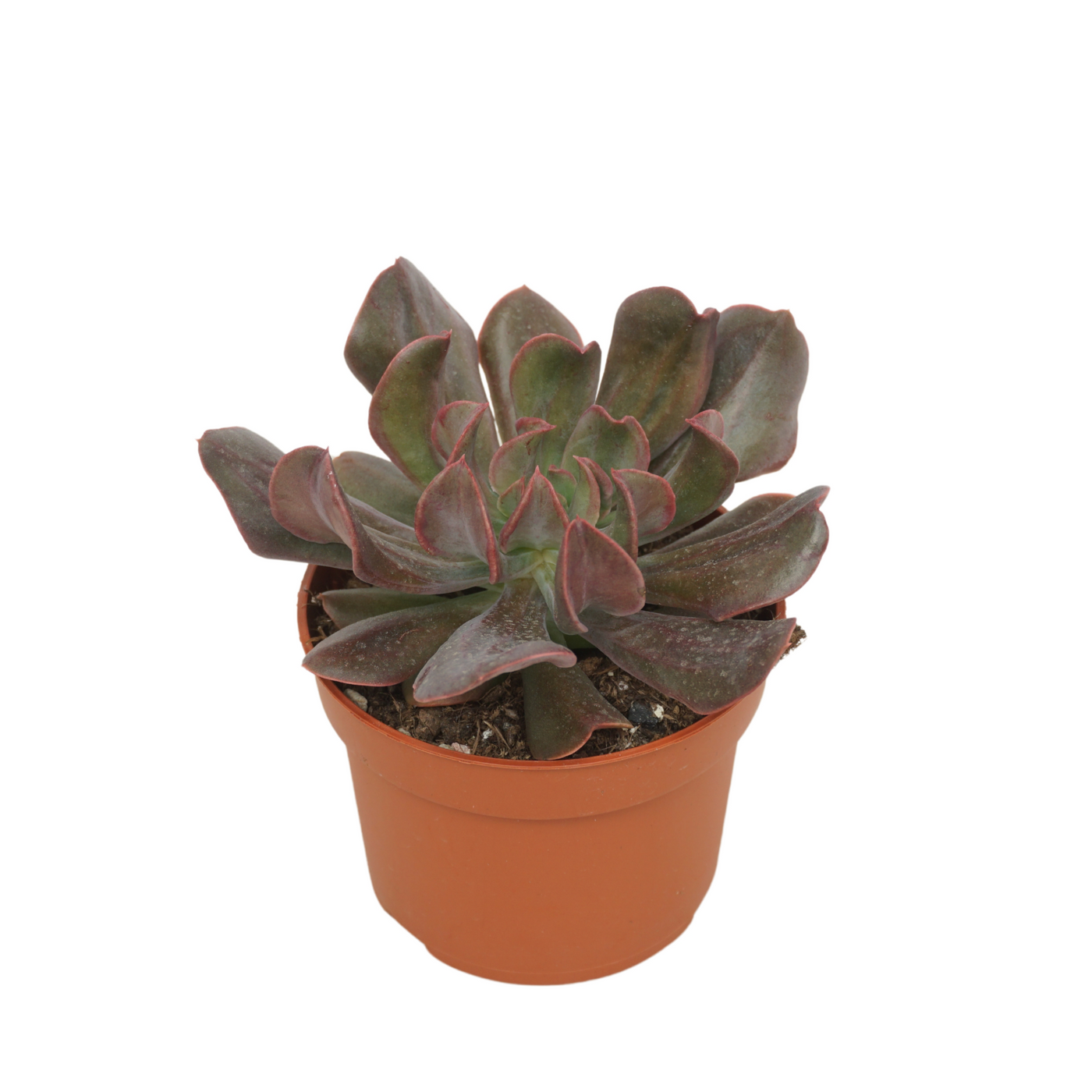 Planta naturala H14cm Echeveria dark vader PS10/ in pamant