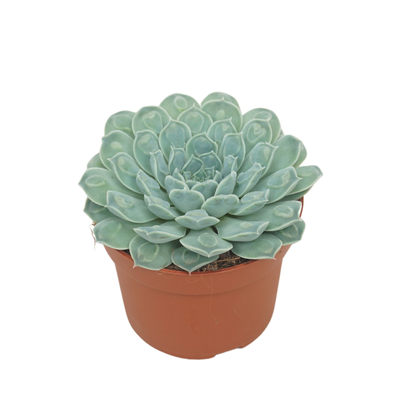 Planta naturala H14cm Echeveria heart signal PS10/ in pamant