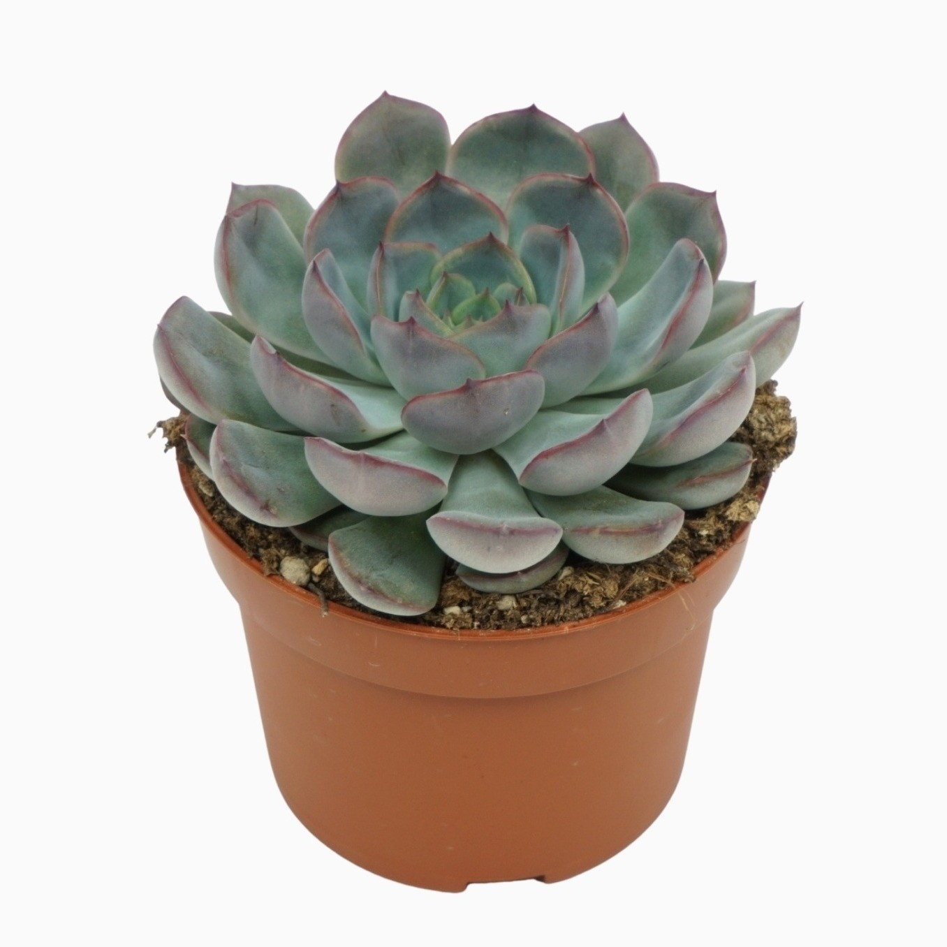 Planta naturala H14cm Echeveria 'Hercules' PS10/ in pamant