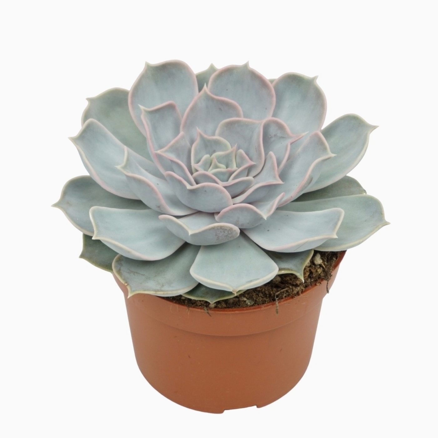 Planta naturala H14cm Echeveria lila china PS10/ in pamant