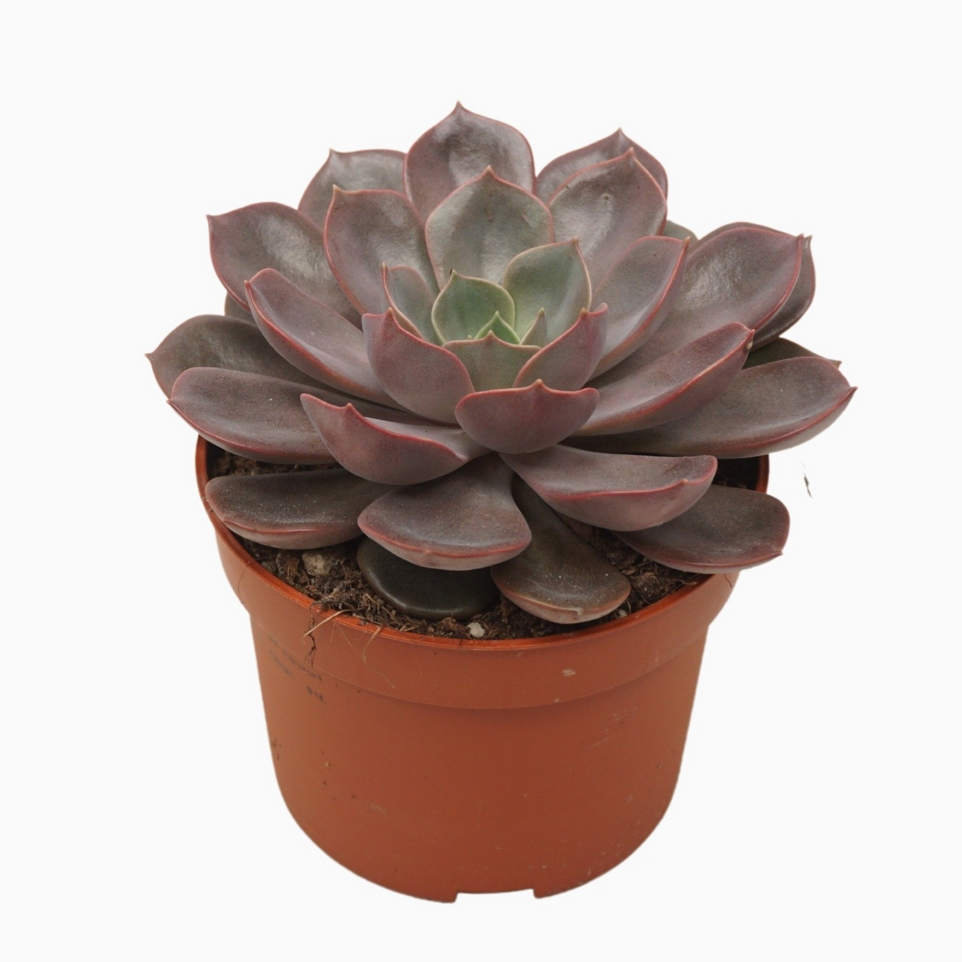 Planta naturala H14cm Echeveria mina PS10/ in pamant