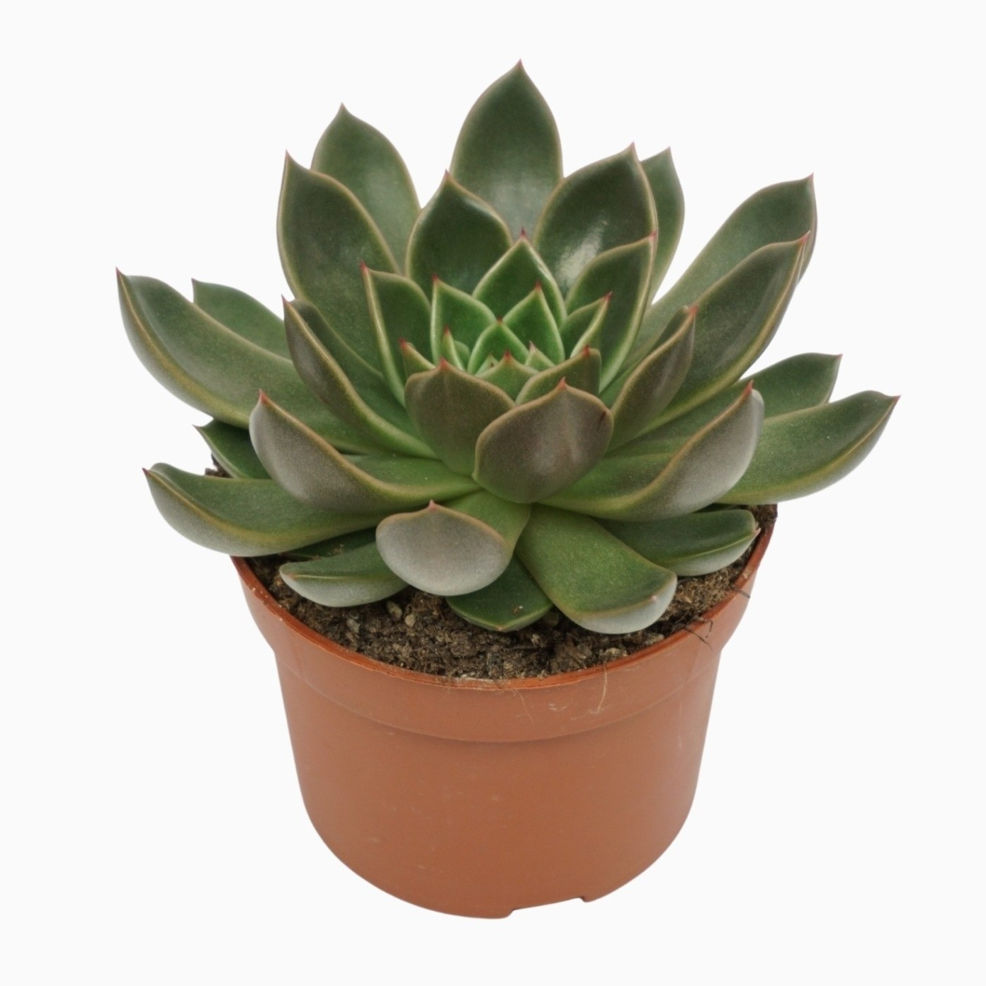 Planta naturala H14cm Echeveria 'Mira' PS10/ in pamant