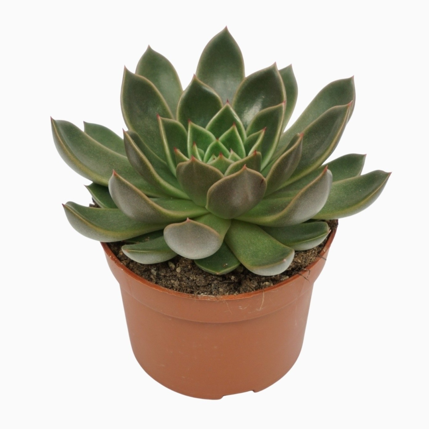 Planta naturala H14cm Echeveria mira PS10/ in pamant