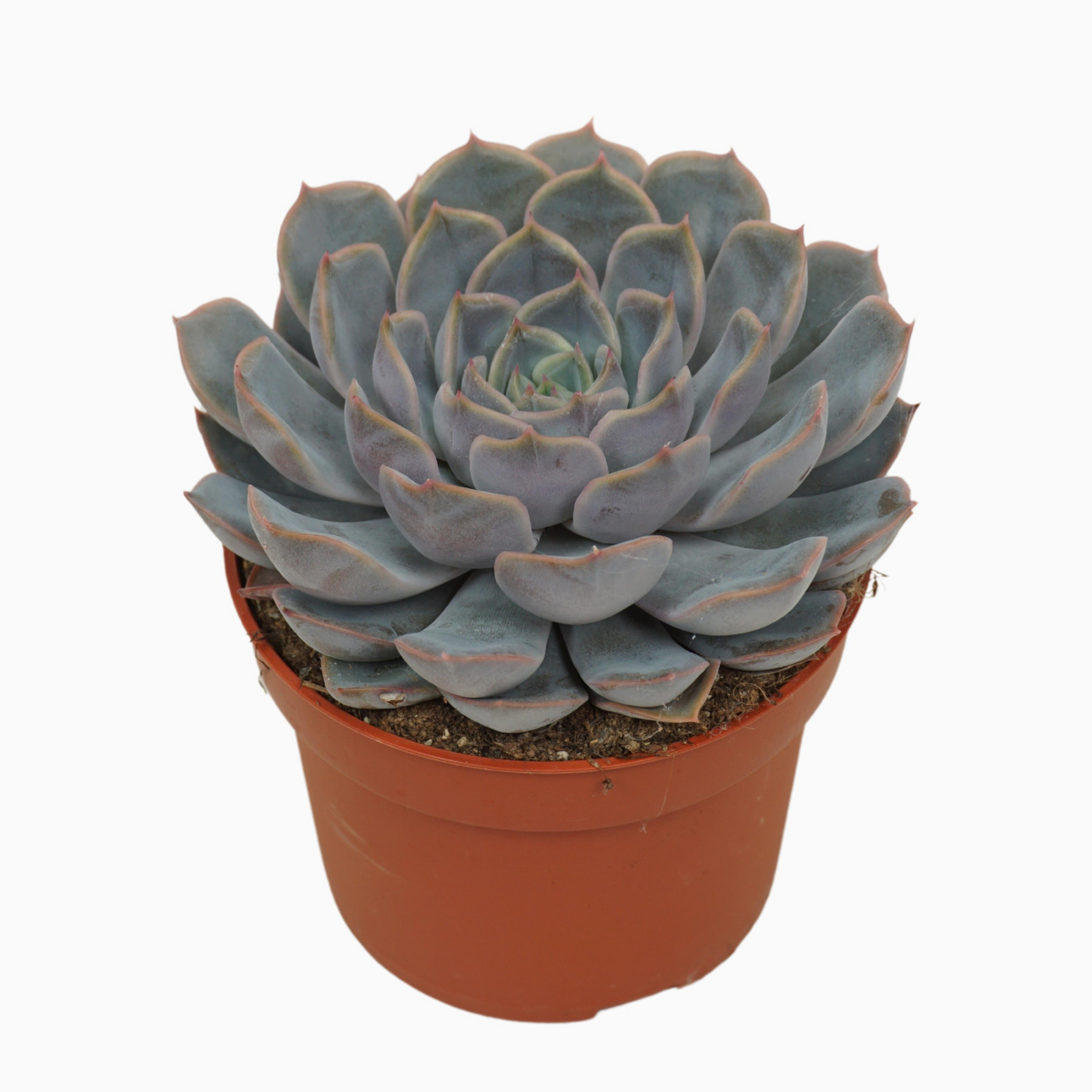 Planta naturala H14cm Echeveria 'Orion' PS10/ in pamant