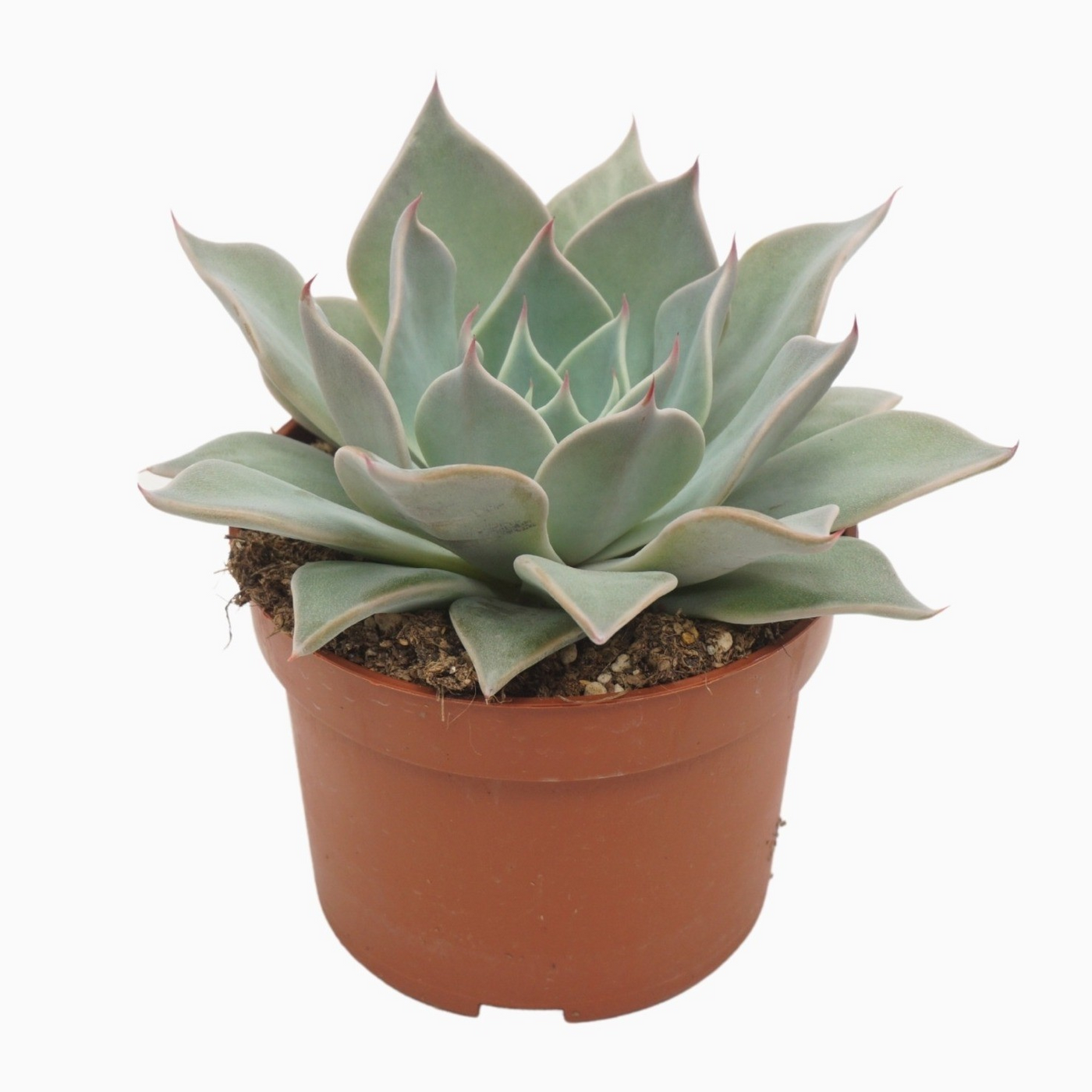 Planta naturala H14cm Echeveria overig PS10/ in pamant