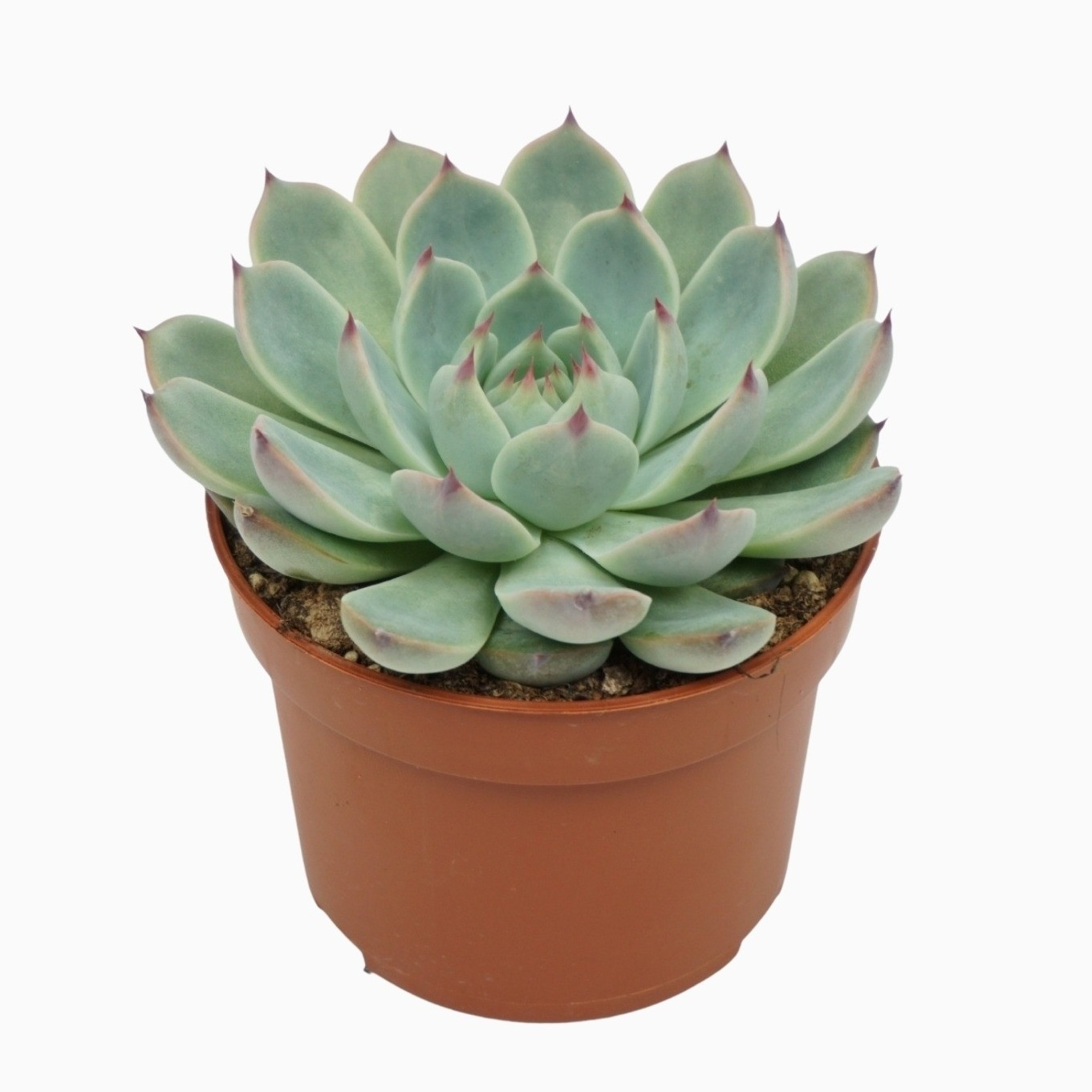 Planta naturala H14cm Echeveria parva lindsayana PS10/ in pamant