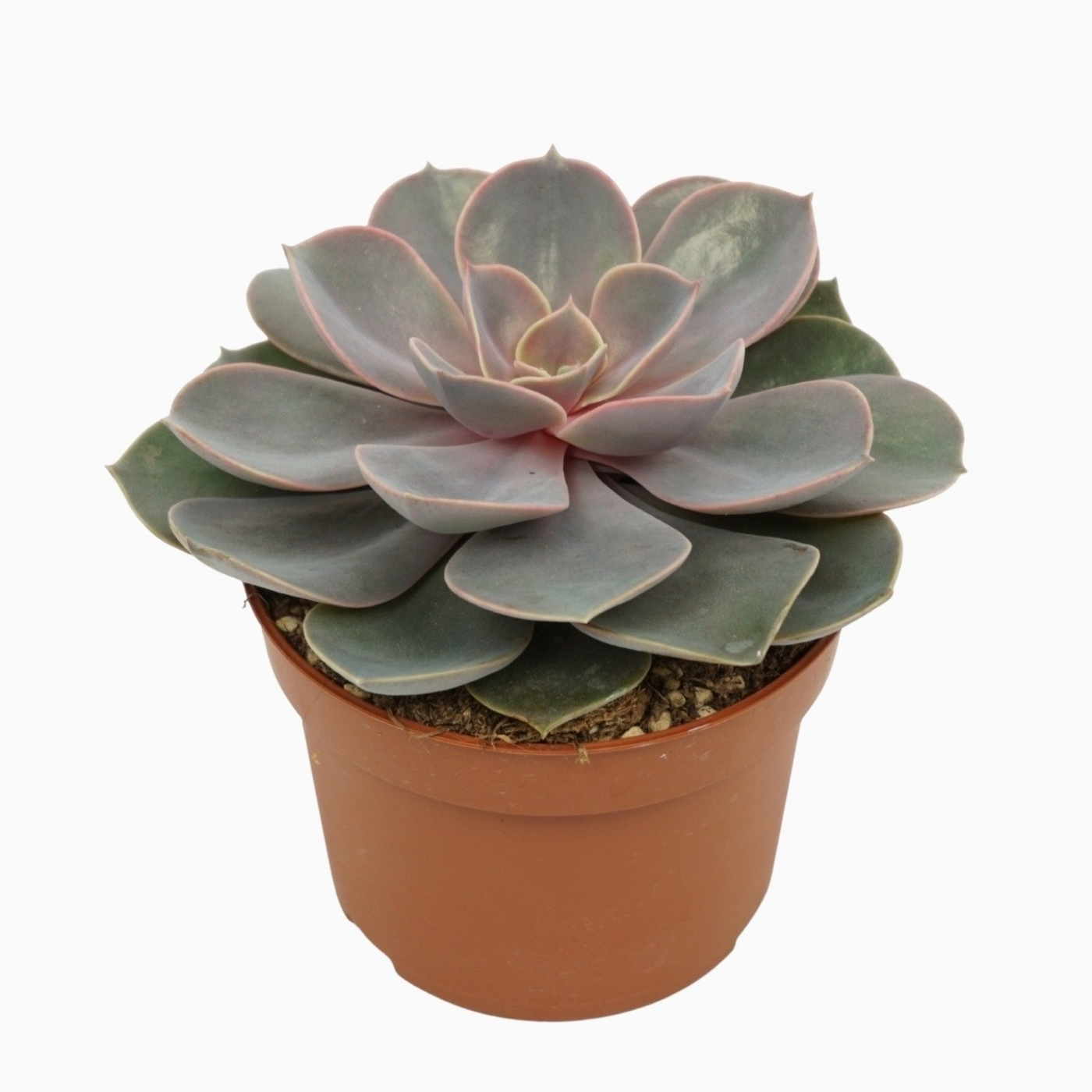 Planta naturala H14cm Echeveria 'Perle von Nurnberg' PS10/ in pamant