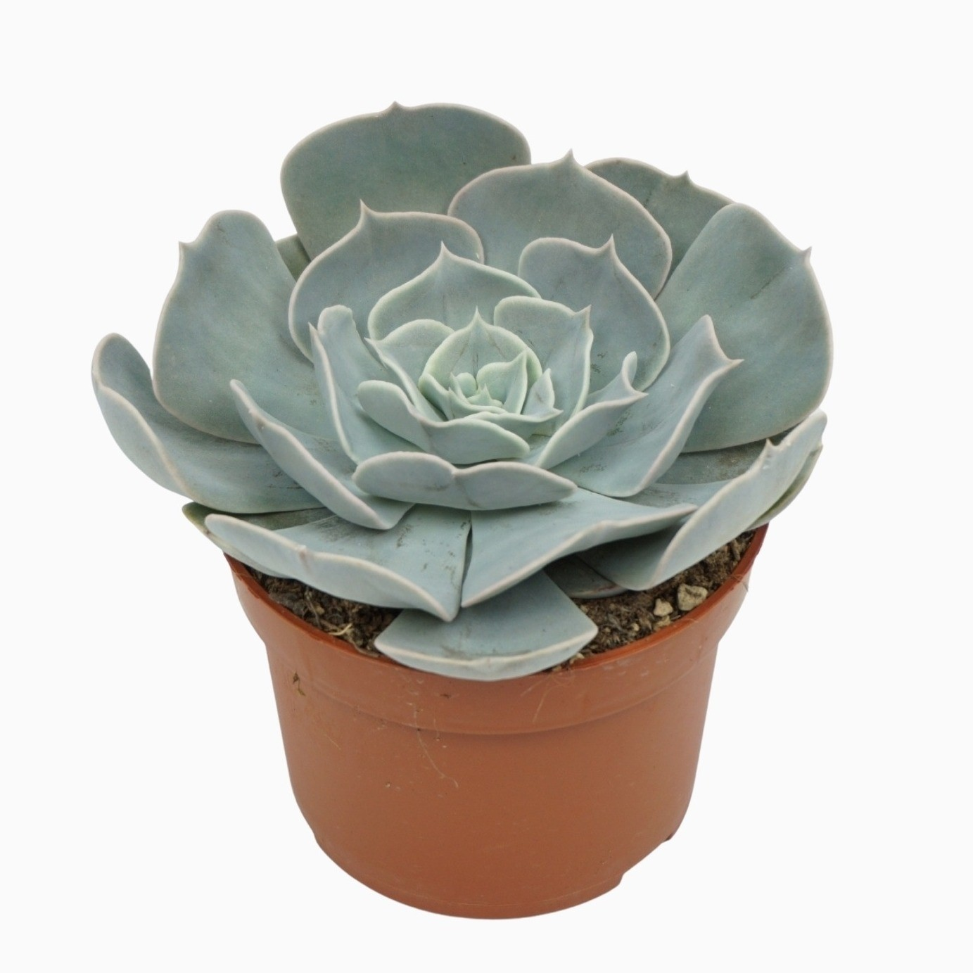 Planta naturala H14cm Echeveria 'Pollux' PS10/ in pamant