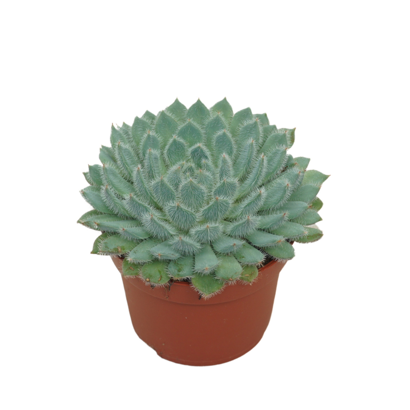 Planta naturala H14cm Echeveria setosa PS10/ in pamant