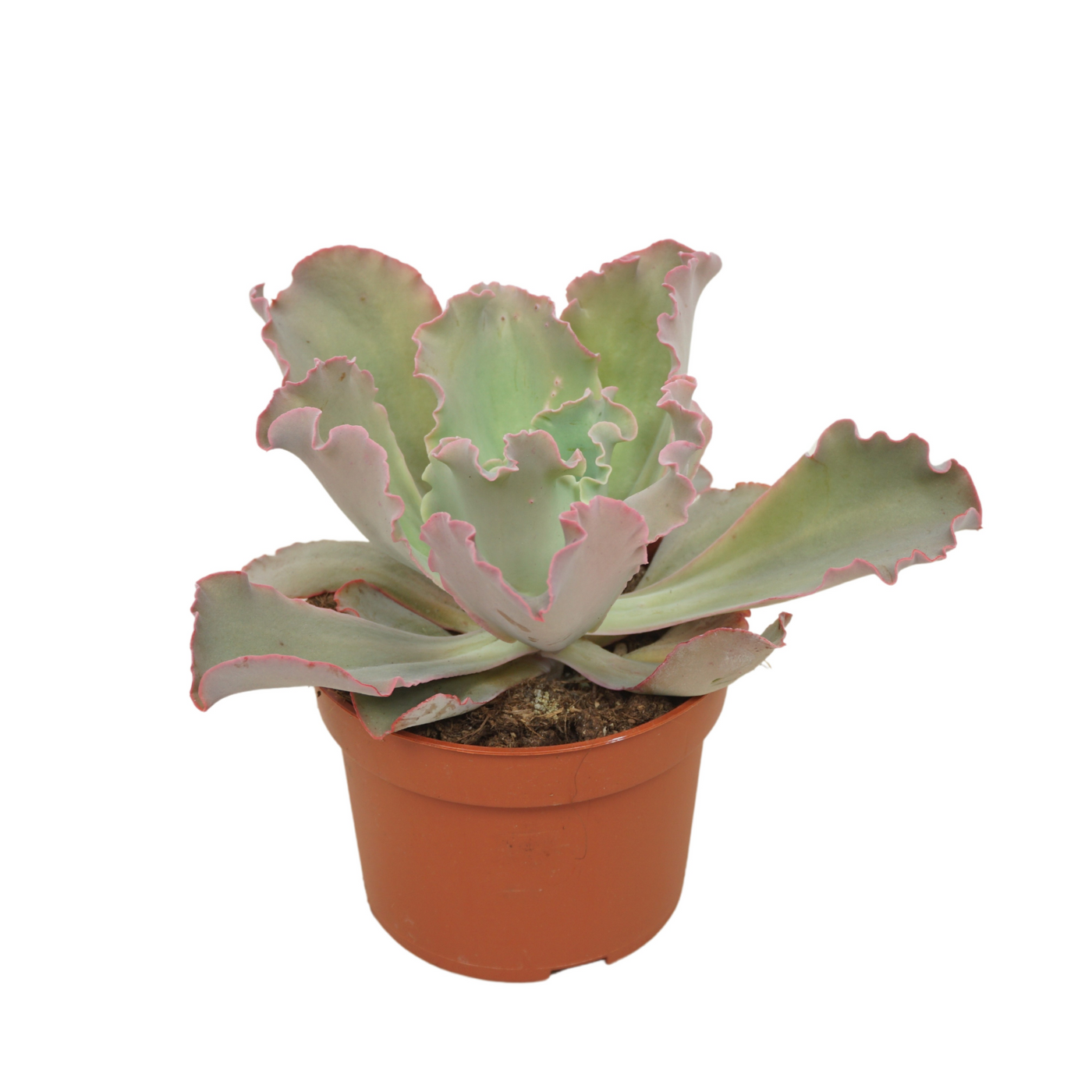 Planta naturala H14cm Echeveria shaviana PS10/ in pamant