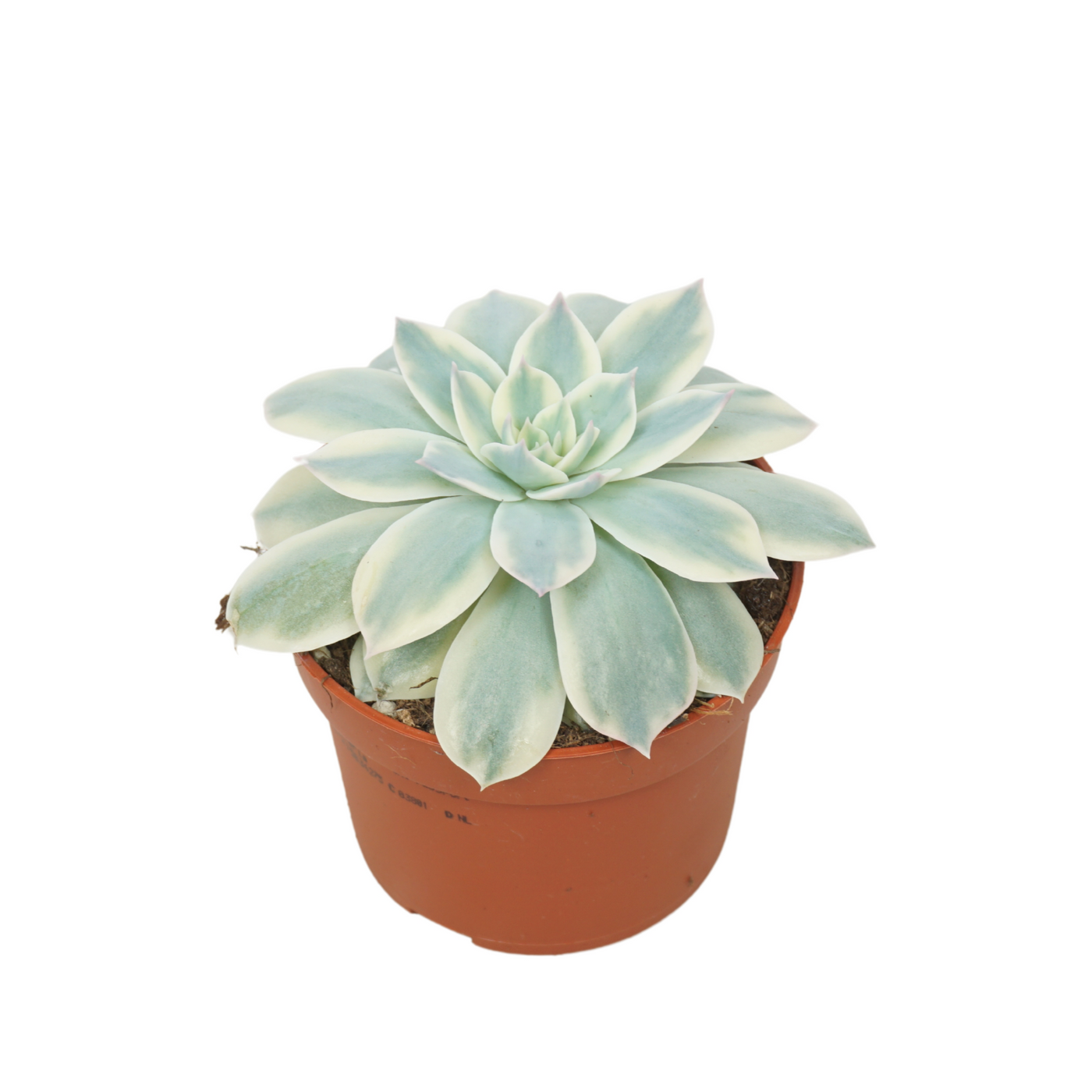 Planta naturala H14cm Echeveria subsessilis PS10/ in pamant