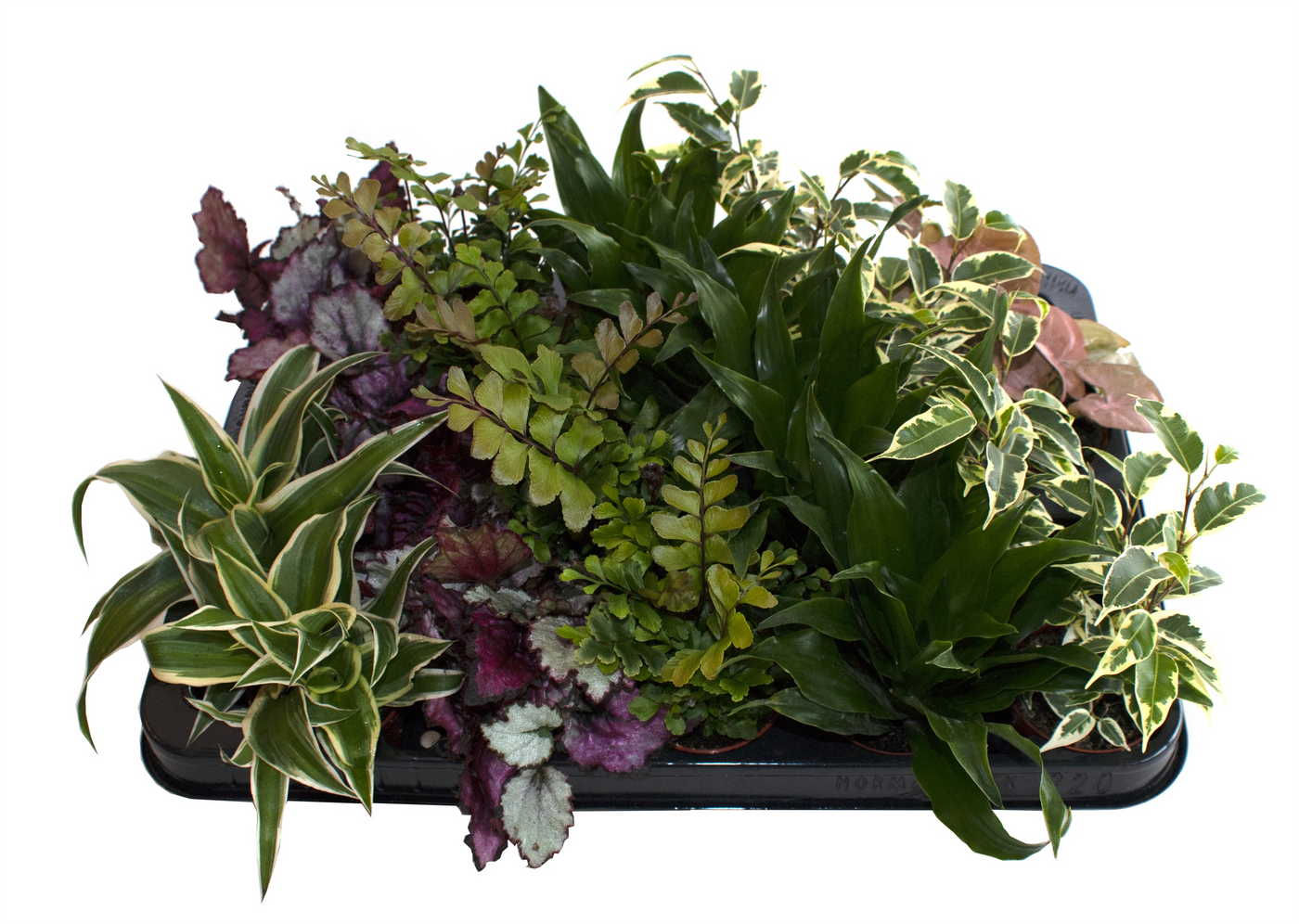 Planta naturala H14cm Green Plants mix PS6/ in pamant