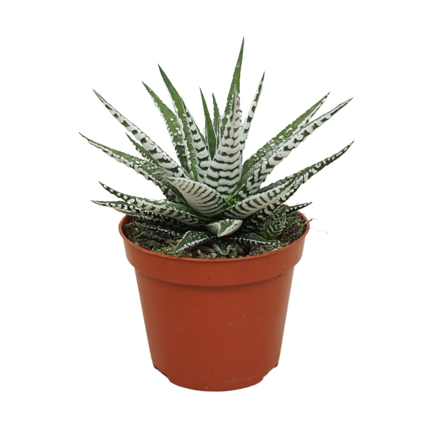 Planta naturala H14cm Haworthia fasciata 'Alba' PS8/ in pamant