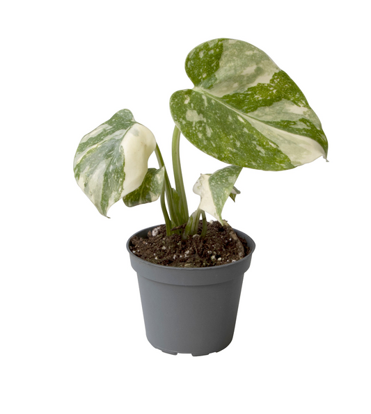 Planta naturala H14cm Monstera deliciosa 'Thai Constellation' PS6/ in pamant