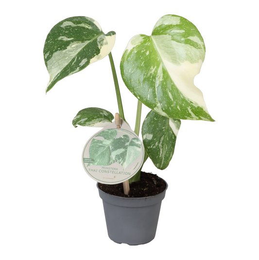 Planta naturala H14cm Monstera deliciosa 'Thai Constellation' PS6/ in pamant