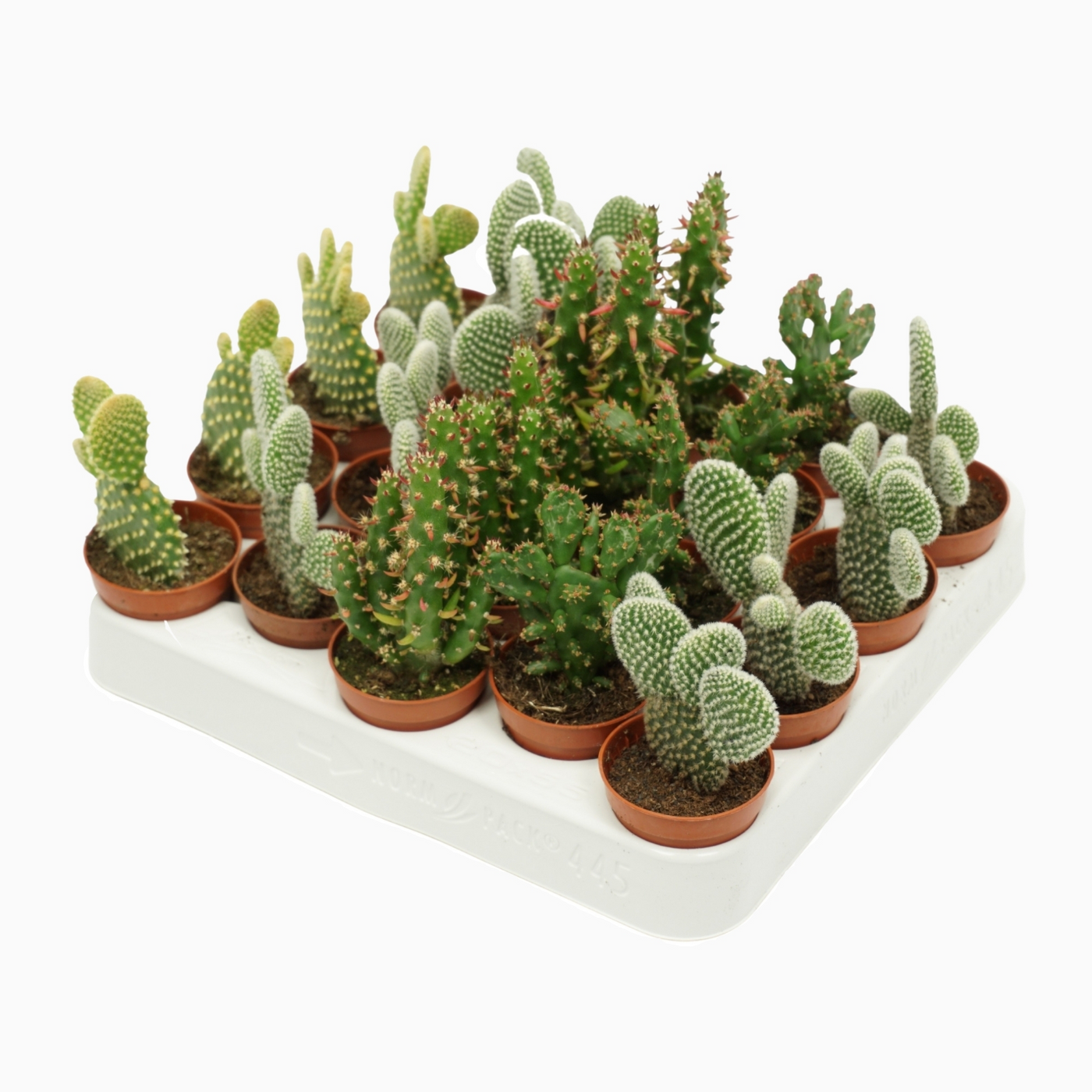 Planta naturala H14cm Opuntia mix PS5/ in pamant