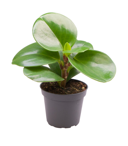 Planta naturala H14cm Peperomia obtusifolia 'Green Gold' PS6/ in pamant