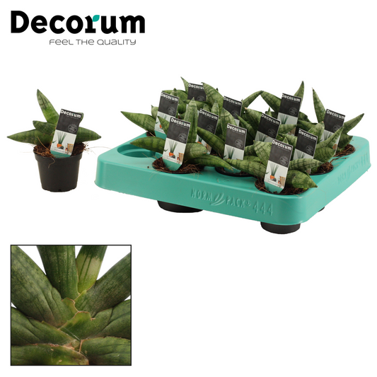 Planta naturala H14cm Sansevieria cylindrica 'Boncel' PS6/ in pamant