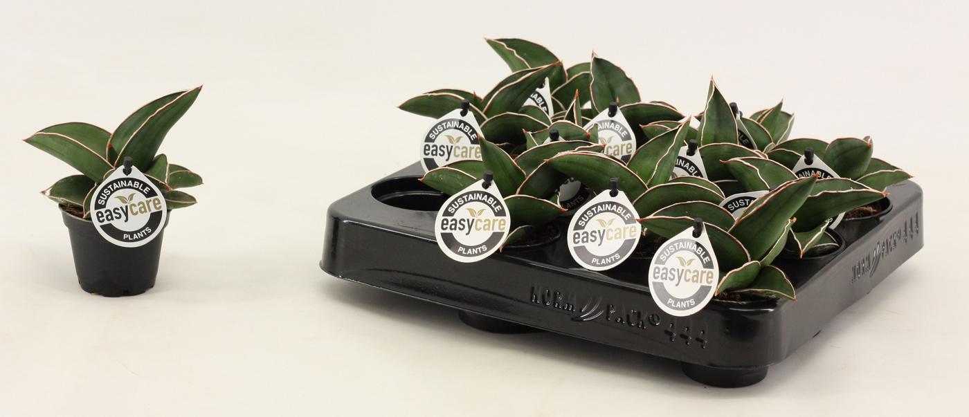 Planta naturala H14cm Sansevieria ehrenbergii 'Samurai' PS6/ in pamant