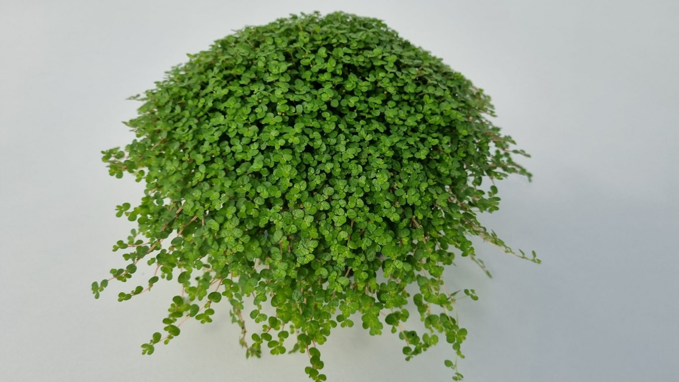 Planta naturala H14cm Soleirolia soleirolii (helexine) groen PS13/ in pamant