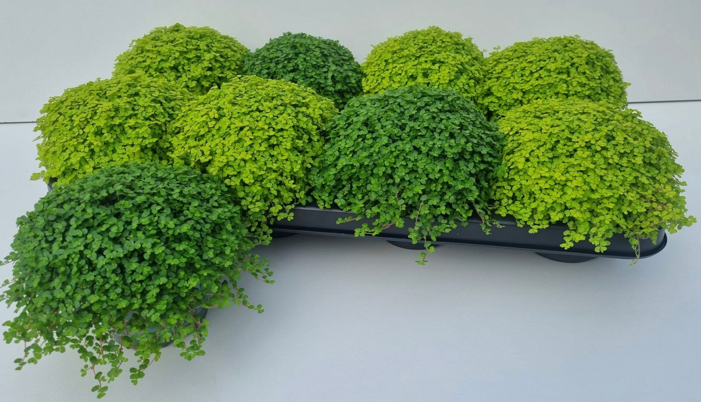 Planta naturala H14cm Soleirolia soleirolii (helexine) mix PS11/ in pamant