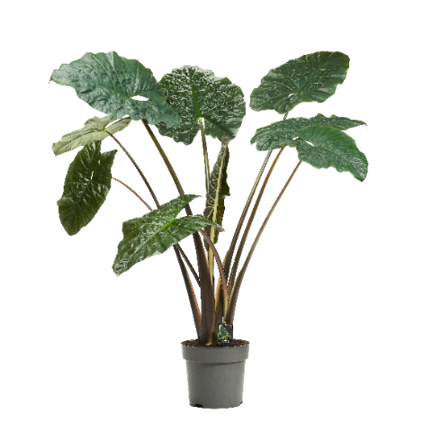 Planta naturala H150cm Alocasia sarawakensis 'Yucatan Princess' PS32/ in pamant