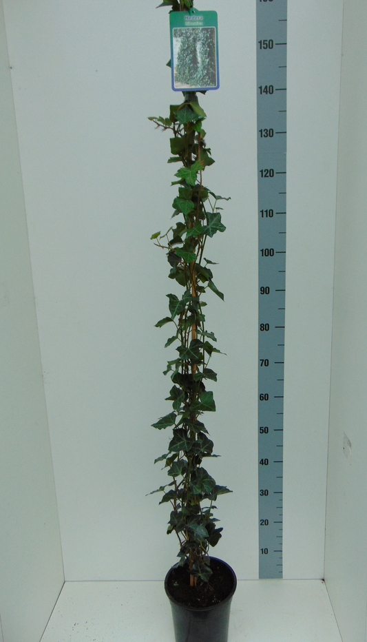 Planta naturala H150cm Hedera hibernica PS19/ in pamant
