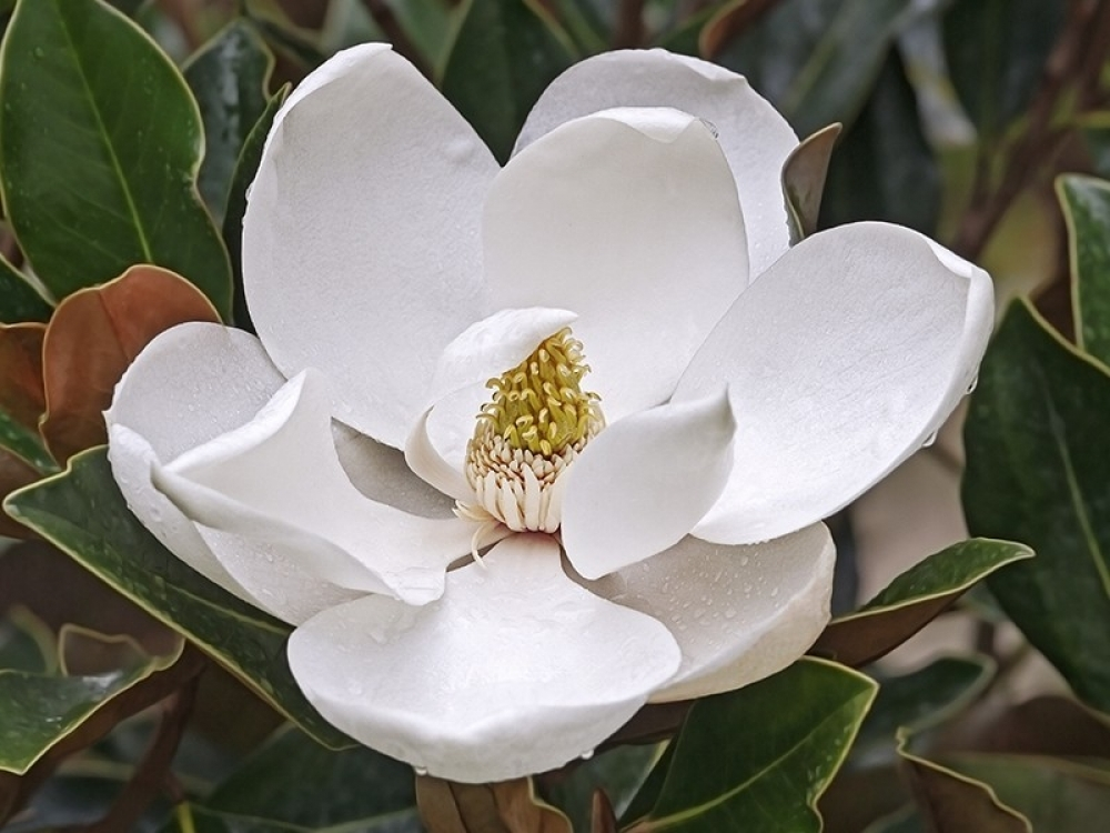 Planta naturala H150cm Magnolia grandiflora Kay Parris PS40/ in pamant