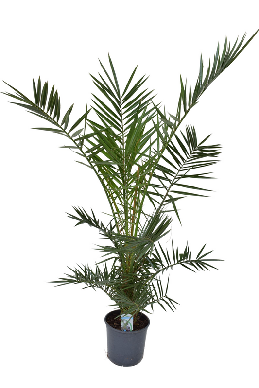Planta naturala H150cm Phoenix canariensis PS21/ in pamant