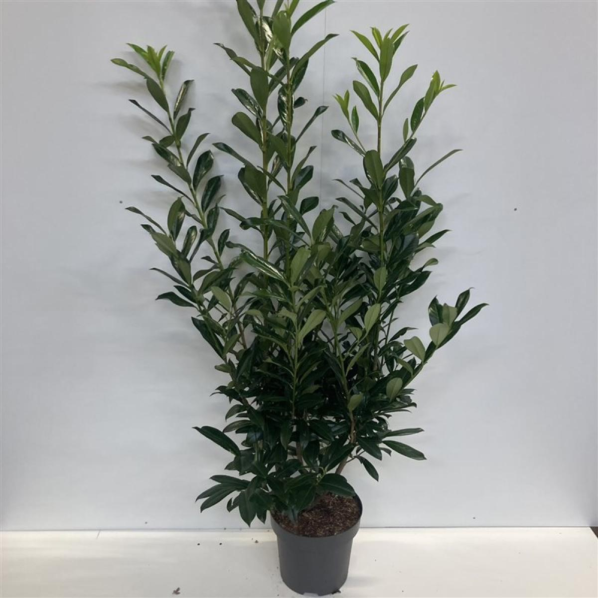 Planta naturala H150cm Prunus laurocerasus 'Caucasica' PS32/ in pamant