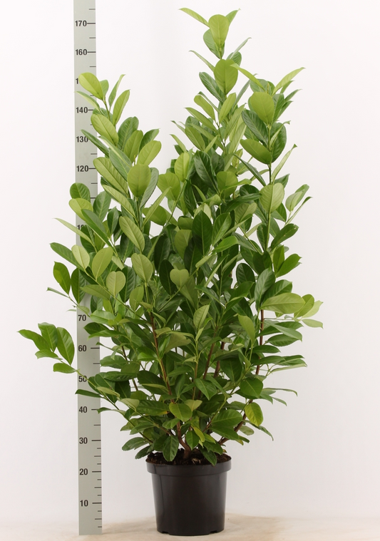 Planta naturala H150cm Prunus laurocerasus 'Rotundifolia' PS32/ in pamant