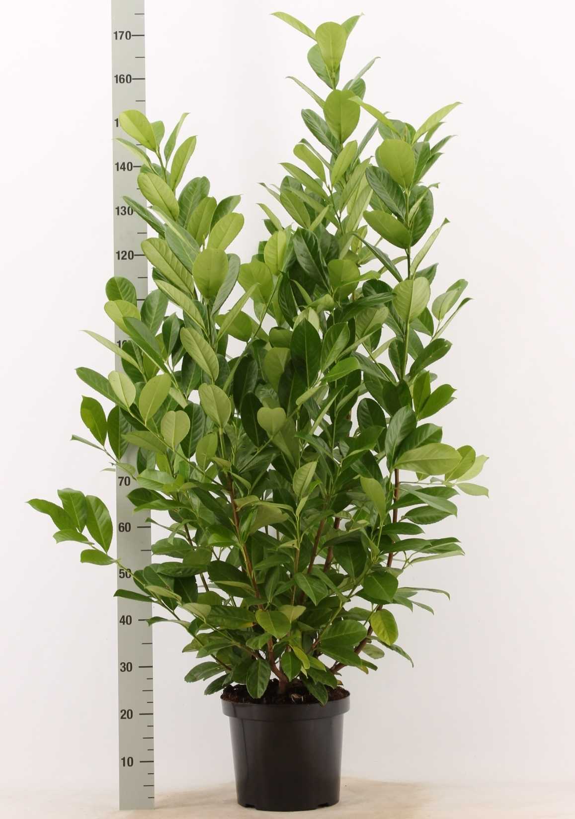 Planta naturala H150cm Prunus laurocerasus 'Rotundifolia' PS32/ in pamant