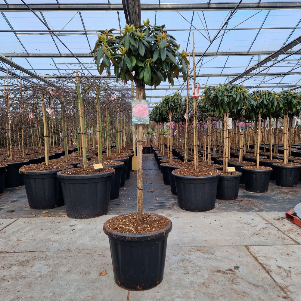 Planta naturala H150cm Rhododendron (Y) Kalinka PS40/ in pamant