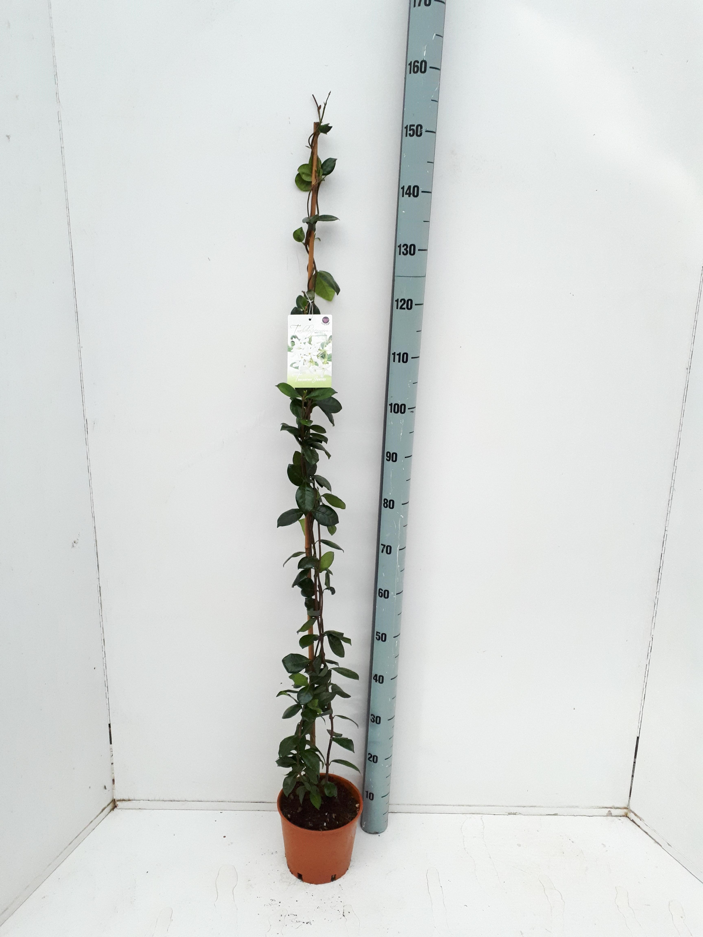 Planta naturala H150cm Trachelospermum jasminoides PS19/ in pamant